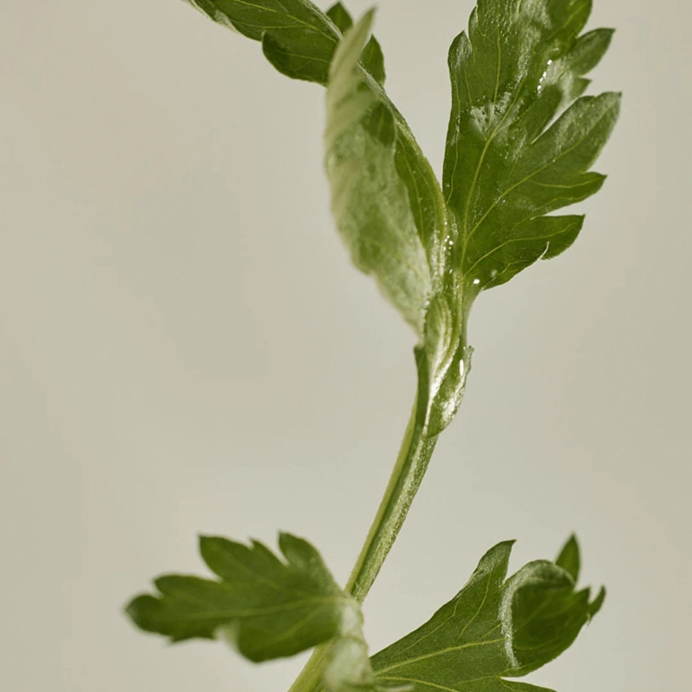 BEAUTY OF JOSEON Matte sun stick : Mugwort + Camelia 18g